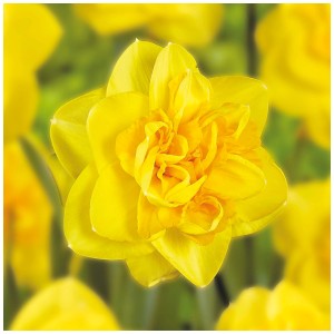 Gelbe Narzisse Double Sunrise, Nahaufnahme der Blüte. Blumenzwiebel von GROW by OBI.