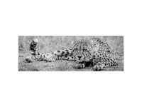 Leinwandbild Canvas Wildcat 30 x 97 cm