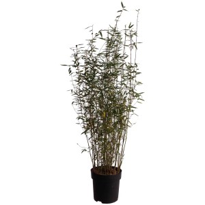 Bambou Black Pearl en pot, Fargesia nitidia, plante de jardin persistante.
