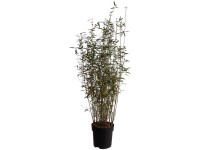 Schwarzer Schirmbambus Black Pearl Fargesia nitidia Topf 6 l Schwarzer Schirmbambus Black Pearl Fargesia nitidia Topf 6 l