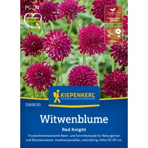 Graines de Scabieuse pourpre Red Knight Kiepenkerl avec des fleurs rouge rubis.