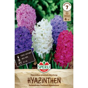 Sperli Hyazinthen Mischung mit Blüten in Weiß, Rosa, Lila und Pink.