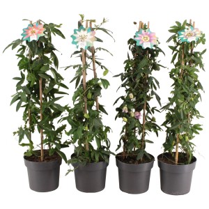 Diverses passiflores en pyramide en pot, idéales pour les bacs et les treillis.