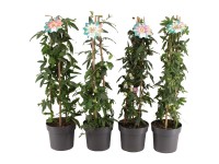 Passionsblume Pyramide Sortenauswahl  Passiflora Topf Ø 17 cm / 1 Stk.