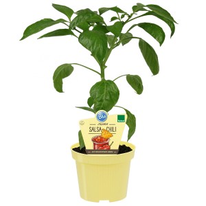 Blu Bio-Salsa-Chili Jolokia in vaso, foglie verdi. Ortaggio da frutto per salse piccanti.