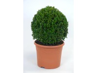 Buxus-Kugel Ø40 cm