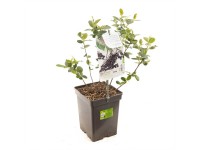 Schwarze Apfelbeere Aronia melanocarpa Topf 20 l / Höhe 60 - 80 cm