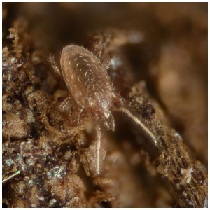 Primo piano di un acaro predatore Hypoaspis per il controllo dei parassiti nel giardino biologico.