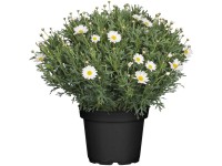 GROW by OBI Strauchmargerite Grandaisy Argyranthemum frutesscens Weiss Topf Ø 18