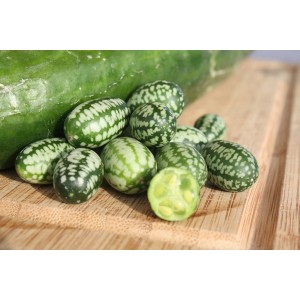 Mini concombres mexicains (Melothria scabra) sur planche en bois. Légume fruit pour le jardin.