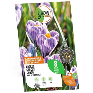 GROW by OBI Crocus 'King of the Striped', blu-striato, 8 pezzi. Bulbi da fiore primaverili.
