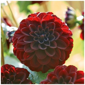 Primo piano: Dalia Grow by OBI Arabian Night rosso scuro, fiori vellutati.