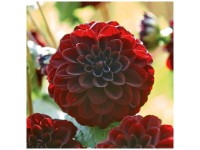 Grow by OBI Dahlie Arabian Night Rot 1 Stk. Grow by OBI Dahlie Arabian Night Rot 1 Stk.