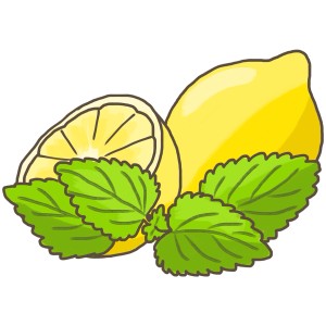 Illustration : citron, demi-citron et feuilles de mélisse. Herbes de cuisine pour le thé et la décoration.