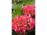 Bauernhortensie verschiedene Farben Topf  5 l / 1 Stk.