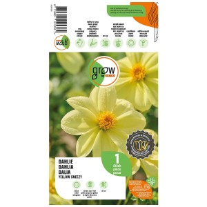 Grow by OBI Dalia Yellow Sneezy, fiore giallo brillante. Ideale per aiuole, vasi e vasi.