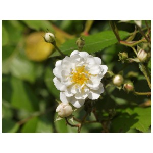 Gros plan d'une rose grimpante biologique blanche Guirlande d'Amour avec un centre jaune et des feuilles vertes.
