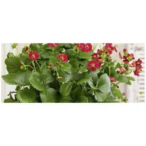 Fraisier Merci® Ruby Ann en pot avec des fleurs rouge rubis et des feuilles vertes.