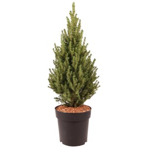 Épinette blanche Conica Perfecta en pot noir, aiguilles vert frais, forme conique, 50-60 cm de hauteur.