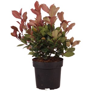 Fotinia 'Little Red Robin' a forma di palla in vaso, alta circa 20 cm, con foglie rosse.