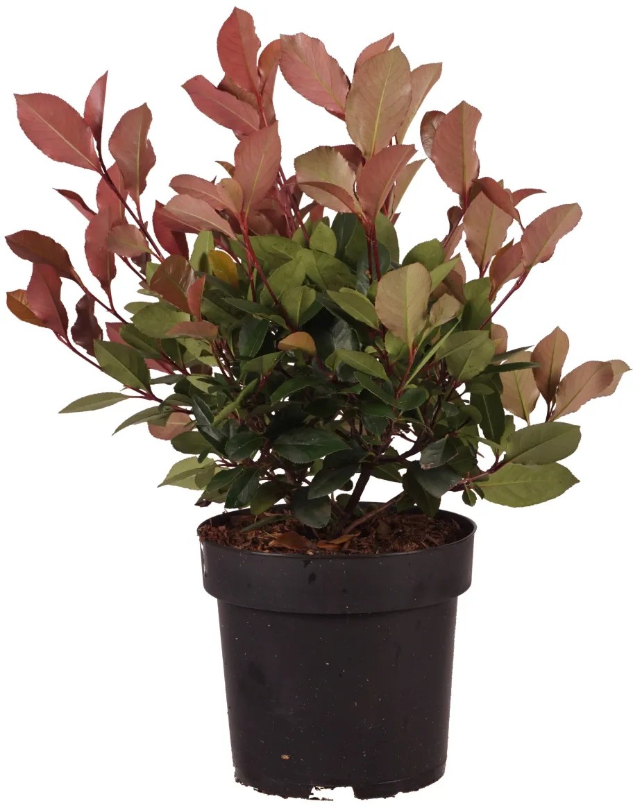 Glanzmispel Little Red Robin Photinia fraseri Topf 2,8 l
