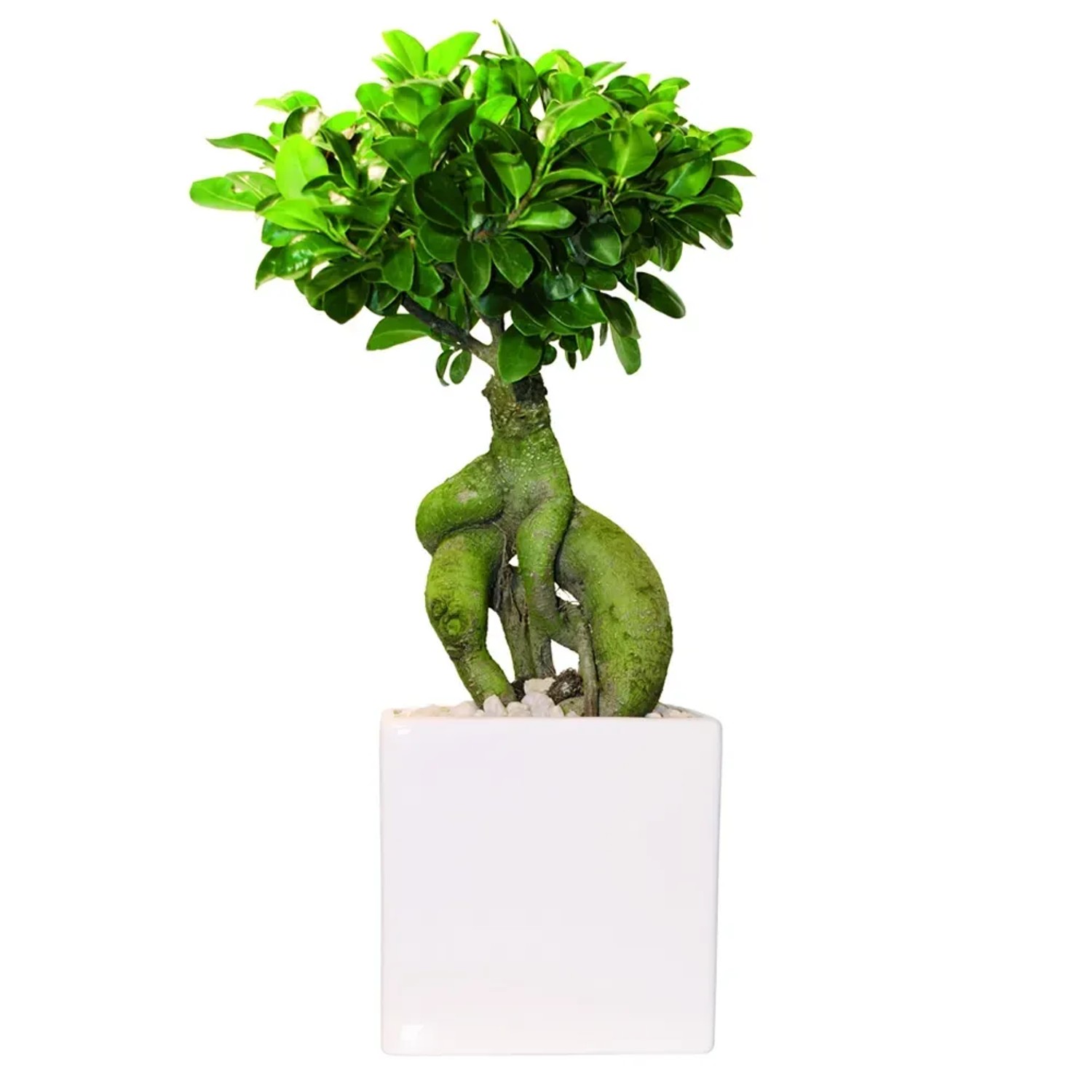 Zimmerbonsai bei OBI  Alles fr Heim, Haus, Garten und Bau