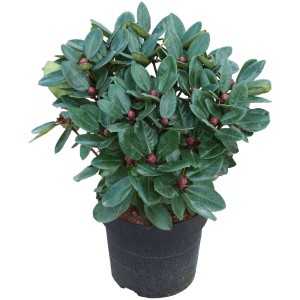 Rododendro in contenitore da 6 l con foglie verdi e boccioli rossi.