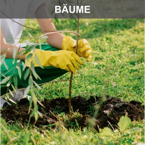 Personne plantant un arbre dans un trou préparé avec une tarière Scheppach. Matériel de construction pour jardin.