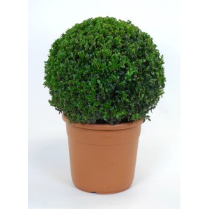 Bosso a palla (Buxus sempervirens) in vaso, Ø 21 cm, foglie verdi.