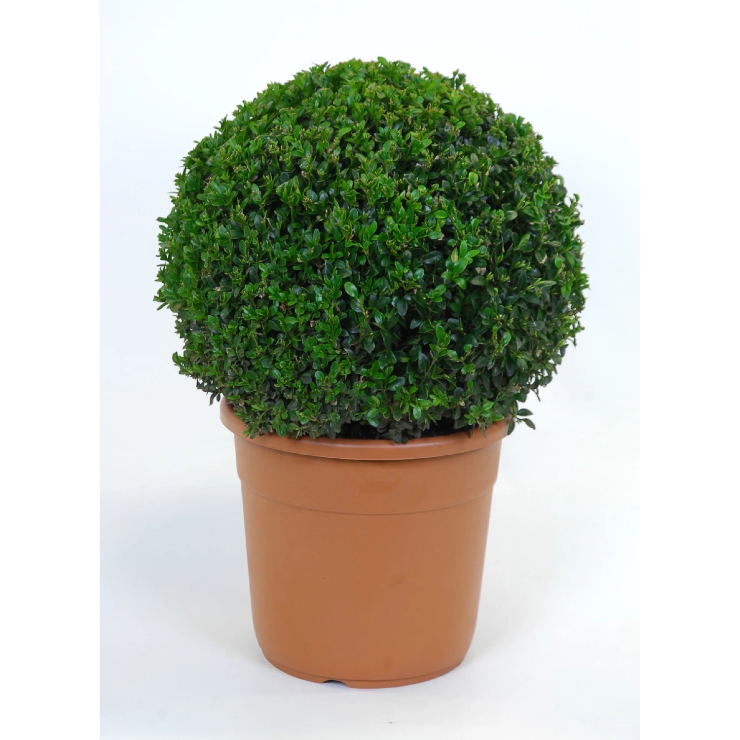Buis Buxus Buxus sempervirens pot  21 cm