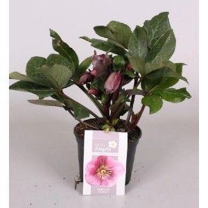 Hellébore-Mix Frostkiss en pot avec des fleurs roses et des feuilles vertes.