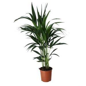Kentiapalme Howea forsteriana en pot marron, palmier d'intérieur avec feuilles vertes.