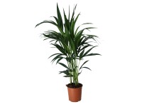 Kentiapalme Howea sorsteriana Topf Ø 19 cm
