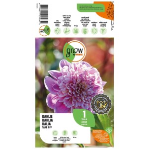 Dalia Take Off Grow by OBI, fiore rosa e bianco. Bulbo per aiuole e vasi.