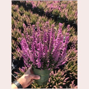 Erica gracilis colorata in vaso (Ø 11cm).