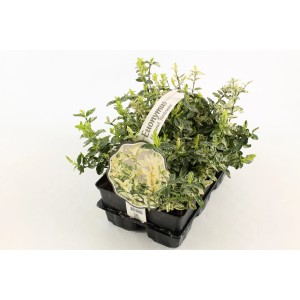 Couvre-sol Euonymus Harlequin en pot, arbuste fusain persistant aux feuilles blanc-vert.