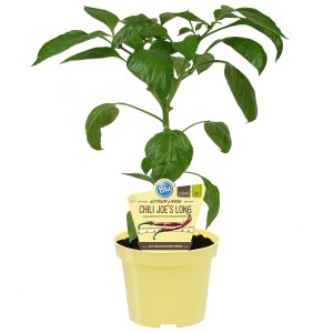Blu Chili Joes Long Bio en pot de 12 cm, une plante potagère fruitière comestible.