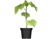 Tomaten- und Gurken-Mix Topf Ø ca. 12 cm / 1 Stk.