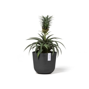 Pot de fleurs Ecopots Oslo Mini, gris foncé, 16x14cm, avec plante.