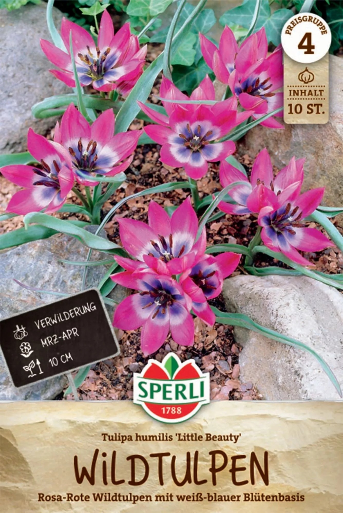 Sperli Bulbes Tulipe sauvage Little Beauty — free download