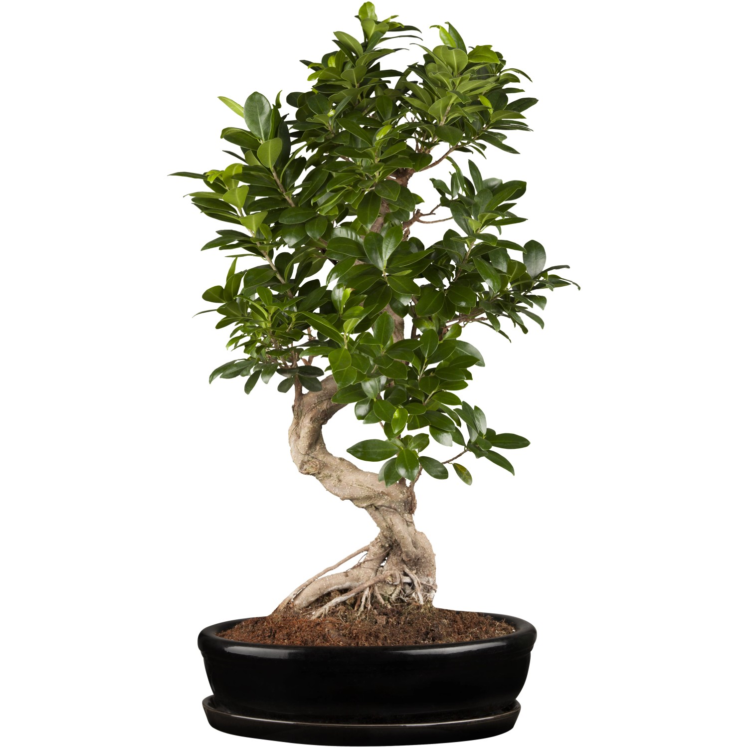 dracena lemon Dracaena deremensis 10in Warneckii Lemon Lime main image 0