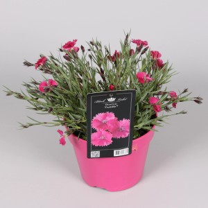 Oeillet mignardise 'Twinkle' en pot rose, une plante de balcon colorée aux fleurs parfumées.