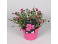 Duftnelke Dianturi Twinkle Dianthus Topf Ø 17 cm