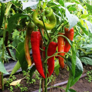 Blu Bio-Bullhorn-Chili (Capsicum annuum) in vaso, baccelli rossi e verdi sulla pianta.