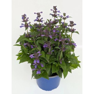 Pianta di Nepeta kub 'Neptune' fiorita in vaso blu.
