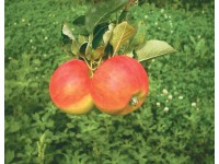 Zwergobst verschiedene Sorten Topf 6 l / 1 Stk.