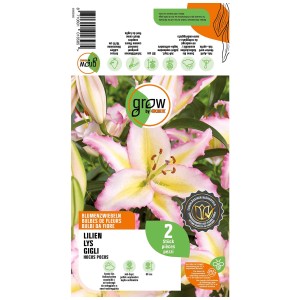 Confezione Grow by OBI Lilium Hocus Pocus, 2 pezzi, fiori rosa delicato.