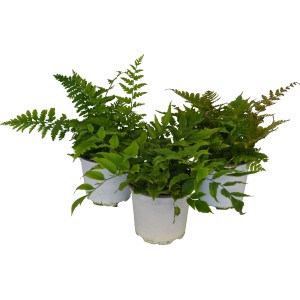 Tre felci verdi GROW by OBI in vaso, ideali per luoghi ombreggiati.