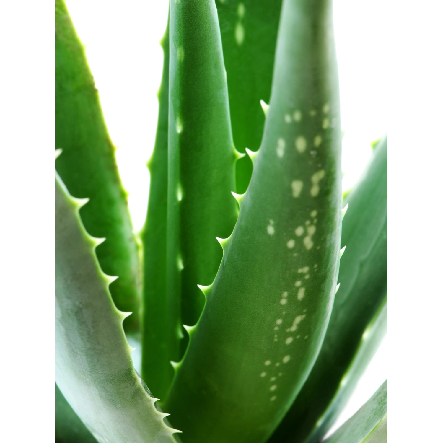 Blu Echte Aloe Aloe vera Topf  ca. 12 cm