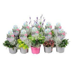 Colour your Garden Mix Duo : Plantes en pot assorties pour balcon et terrasse.